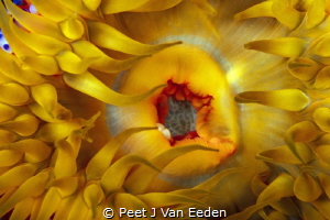 Sunrise Sunset

The golden colors of a sea anemone in t... by Peet J Van Eeden 